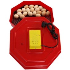 Incubator Cleo